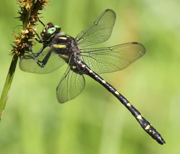 photo of Male twin-spotted spiketail