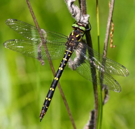 photo of Female twin-spotted spiketail