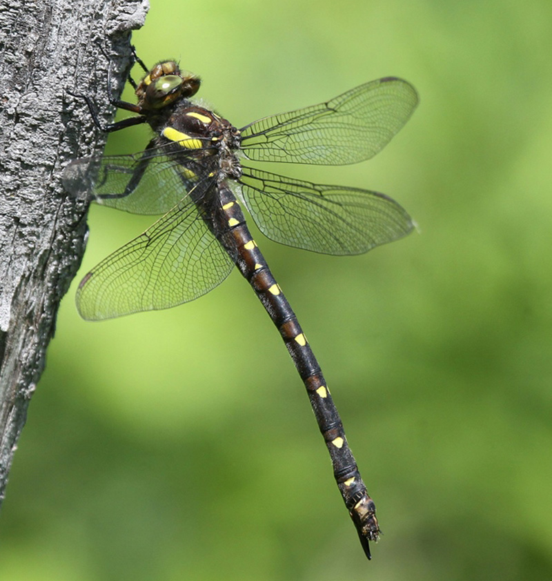 photo of Female twin-spotted spiketail