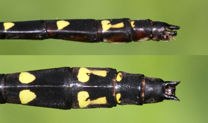 photo of Side (top image) and top view of male twin-spotted spiketail cerci