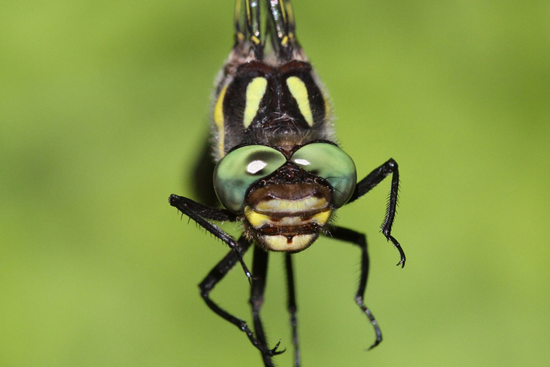 photo of Close-up of male twin-spotted spiketail face