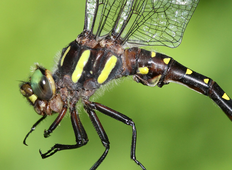 photo of Close-up of male twin-spotted spiketail thorax