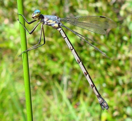 photo of Female amber-winged spreadwing