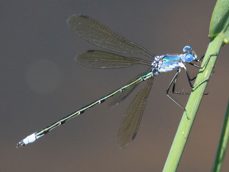 photo of Male amber-winged spreadwing