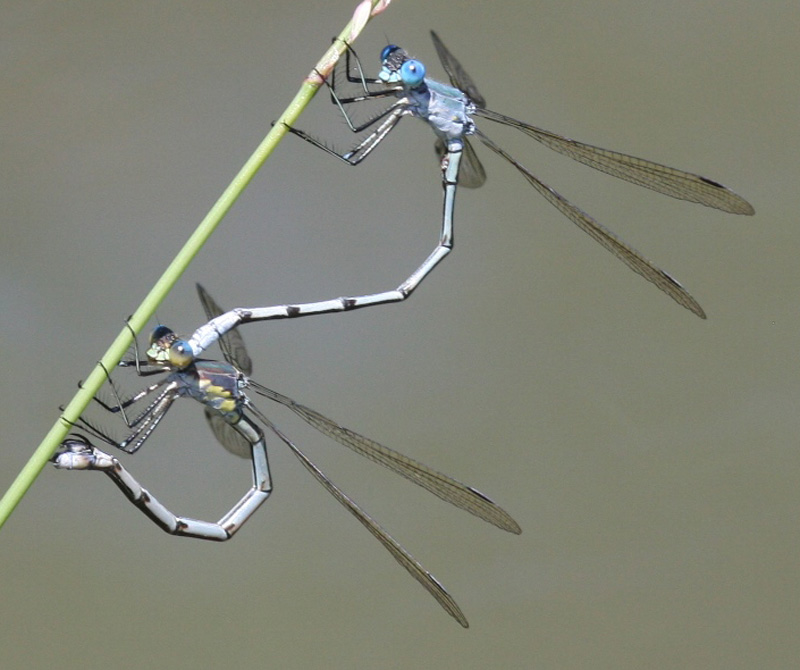 photo of Amber-winged spreadwing ovipositing pair