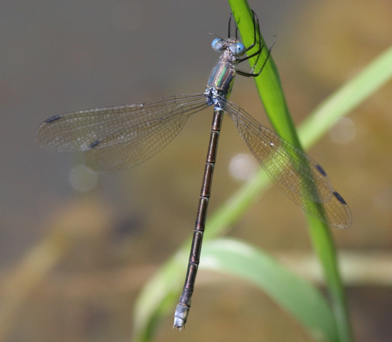 photo of Female amber-winged spreadwing