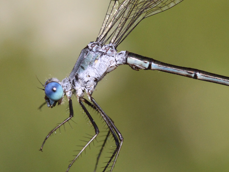 photo of Close-up of male amber-winged spreadwing thorax