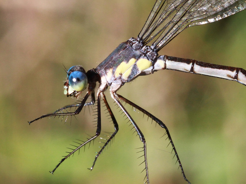 photo of Close-up of female amber-winged spreadwing thorax
