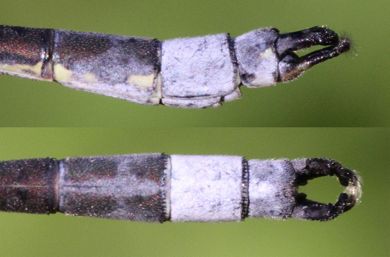 photo of Side (top image) and top view of male elegant spreadwing cerci