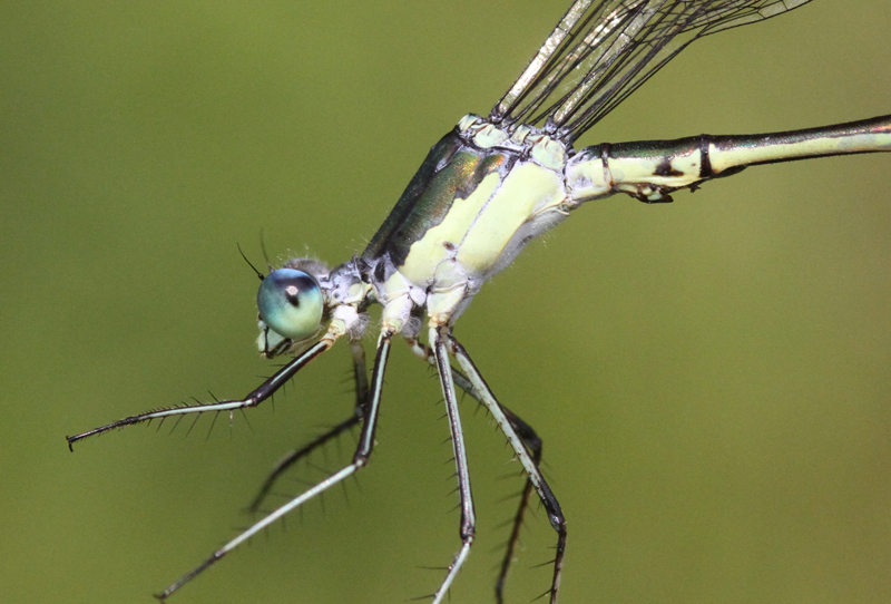 photo of Close-up of male elegant spreadwing thorax