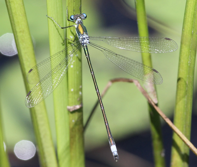 WOS: Lestes inaequalis