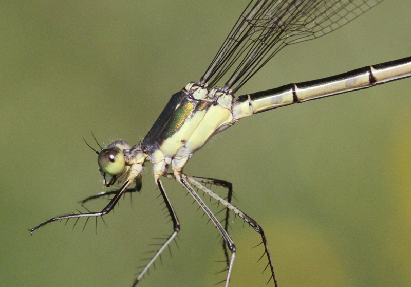 photo of Close-up of female elegant spreadwing thorax