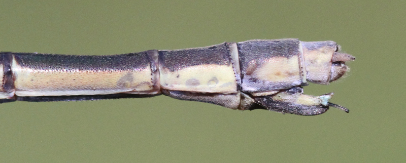 photo of Side view of female elegant spreadwing abdomen tip