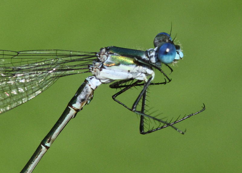 photo of Close-up of male emerald spreadwing thorax