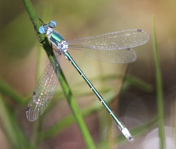 photo of Male emerald spreadwing