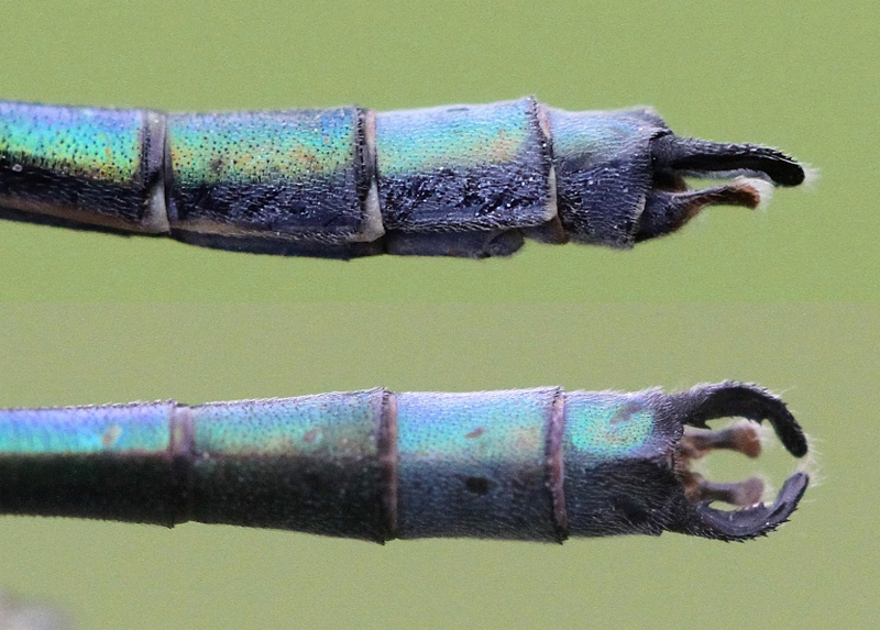 photo of Side (top image) and top view of cercus for male emerald spreadwing