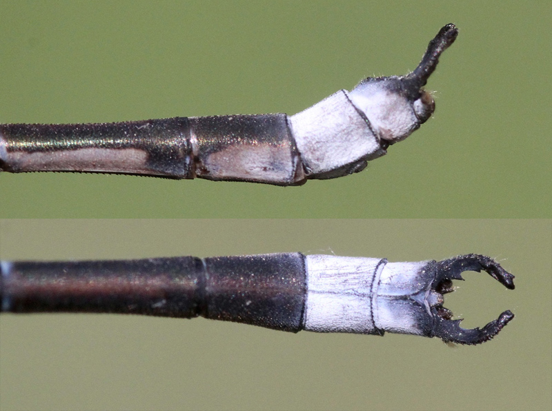 photo of Side (top image) and top view of male great spreadwing cerci