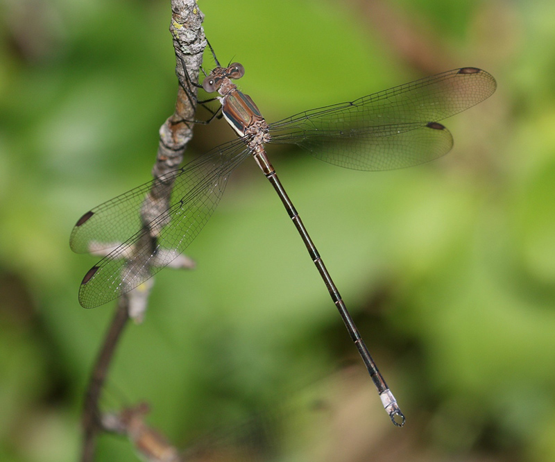 photo of Immature male great spreadwing