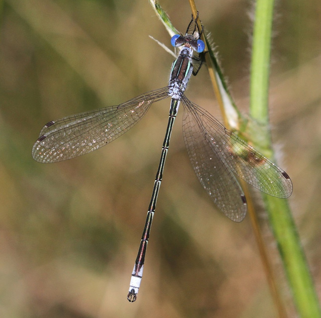 photo of Male lyre-tipped spreadwing