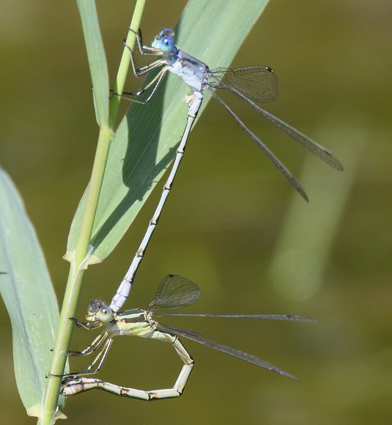 photo of Ovipositing pair of lyre-tipped spreadwings