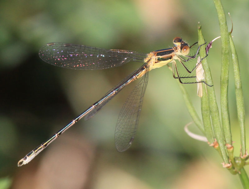 photo of Immature male lyre-tipped spreadwing