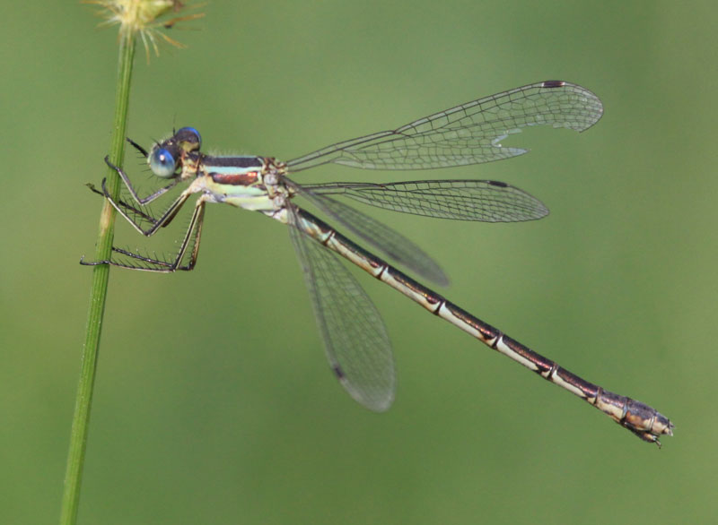 photo of Female lyre-tipped spreadwing