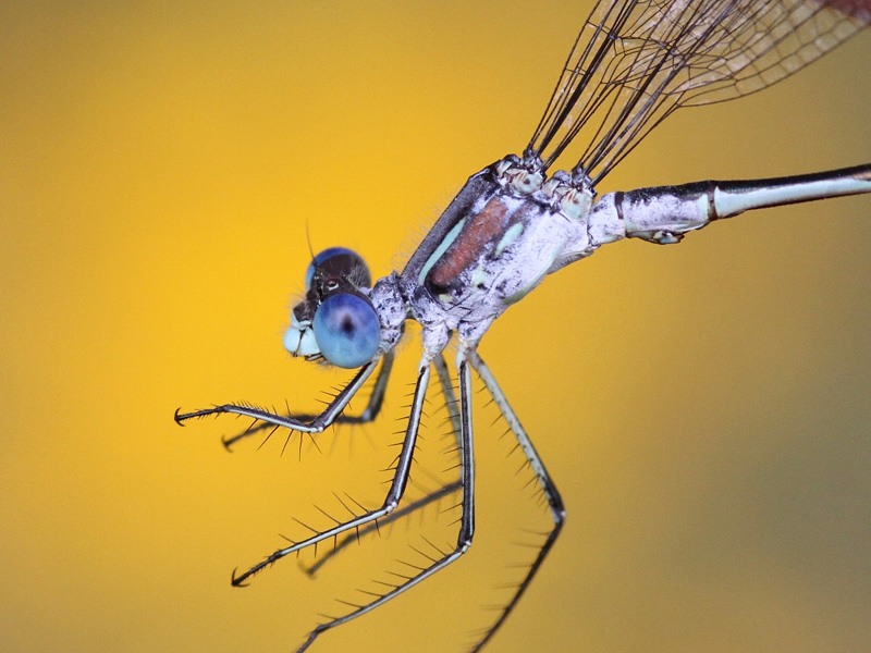 photo of Close-up of male lyre-tipped spreadwing