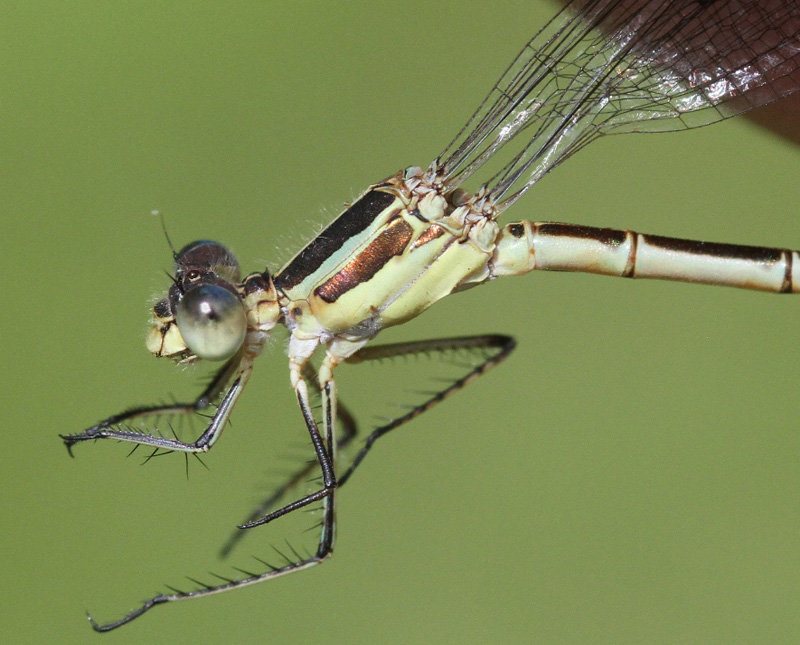 photo of Close-up of female lyre-tipped spreadwing thorax