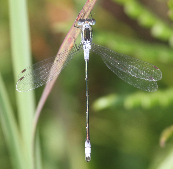 photo of Male northern spreadwing