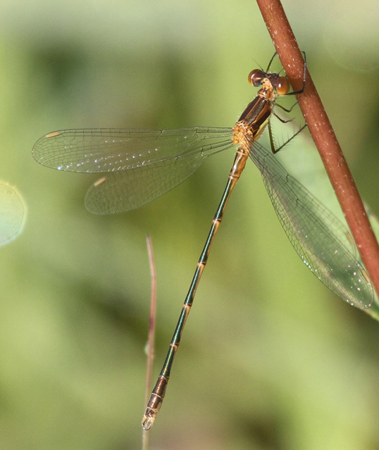 photo of Immature male northern spreadwing