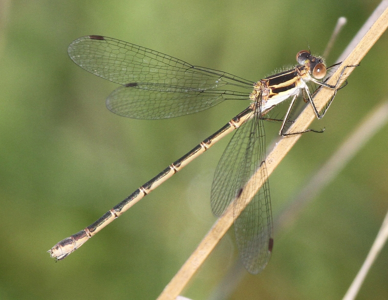 photo of Female northern spreadwing