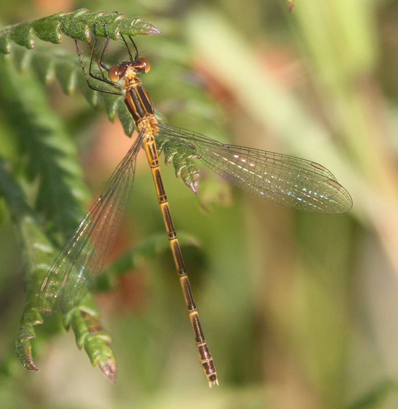 photo of Immature female northern spreadwing