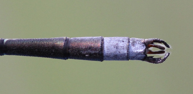 photo of Dorsal view of cercus for male northern spreadwing