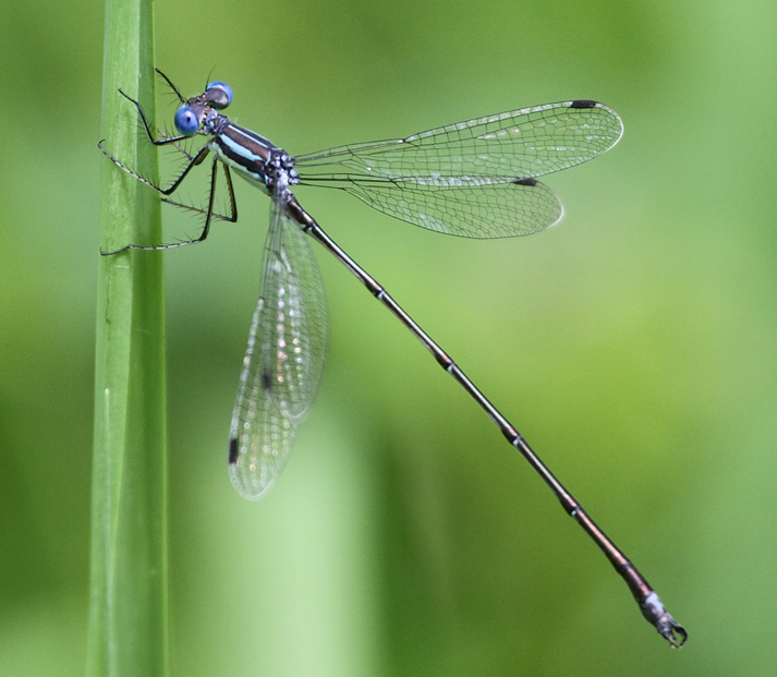 wos-lestes-rectangularis