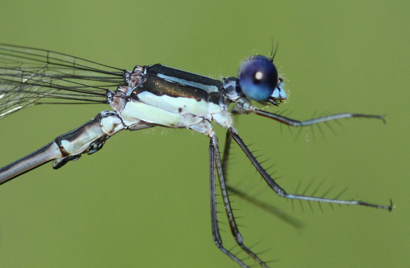 photo of Close-up of male slender spreadwing thorax