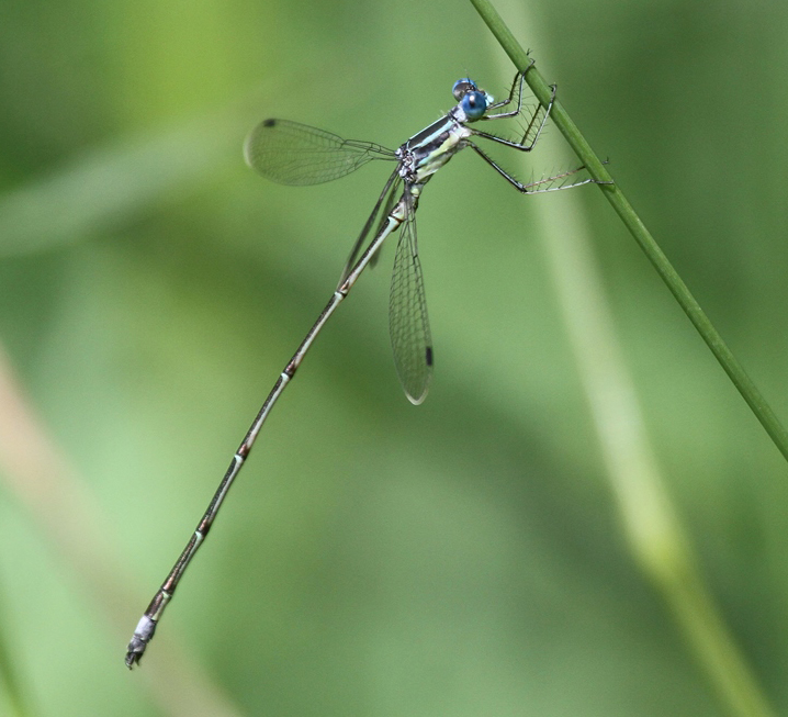 photo of Male slender spreadwing