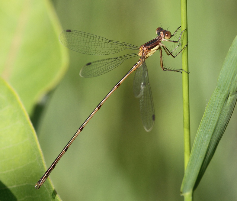 photo of Immature male slender spreadwing