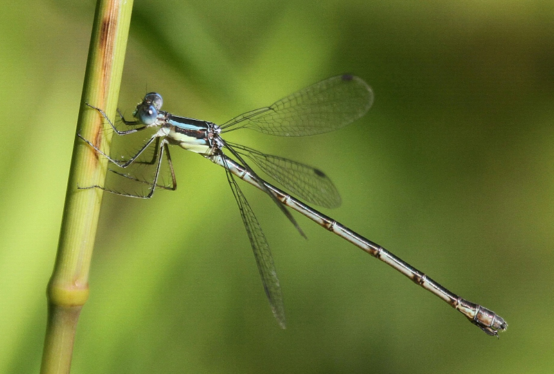 photo of Female slender spreadwing