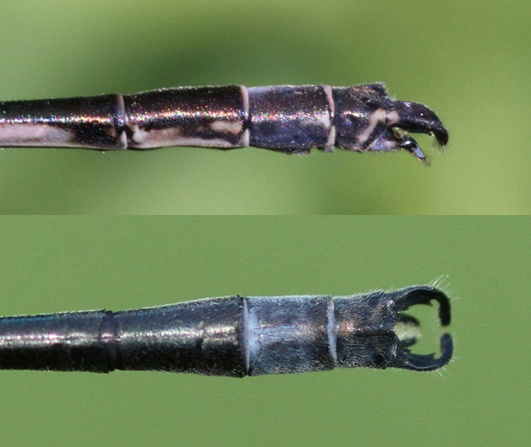 photo of Side (top image) and top view of male slender spreadwing cerci