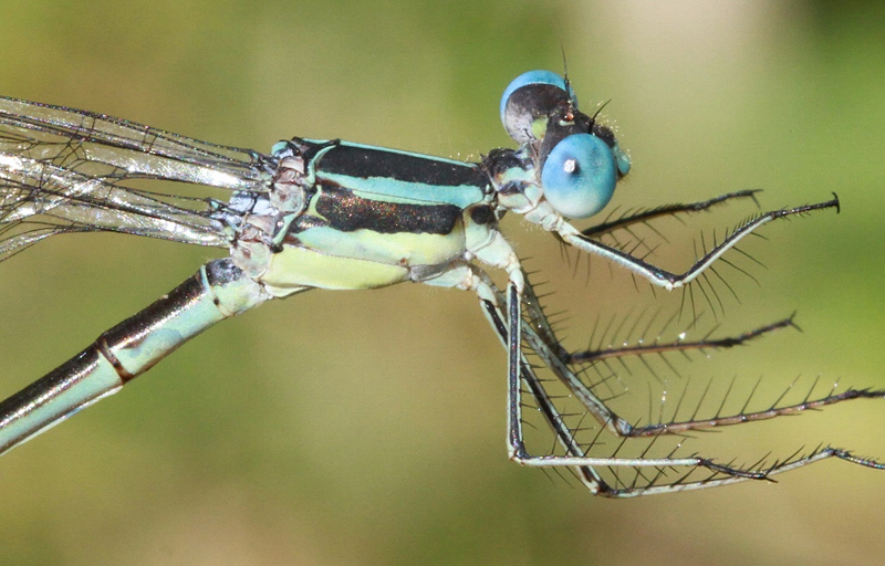 photo of Close-up of female slender spreadwing thorax