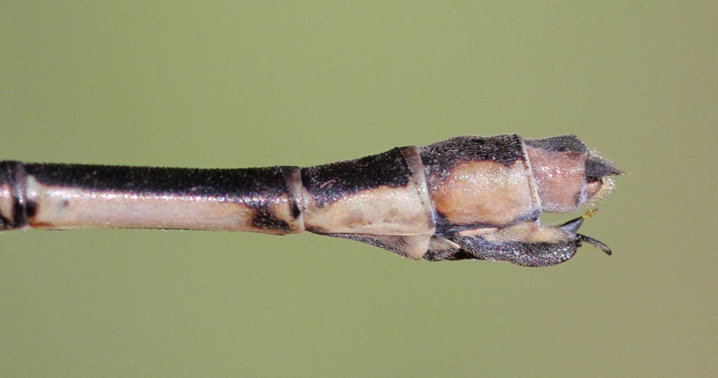 photo of Female slender spreadwing abdomen tip