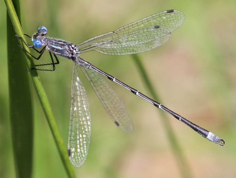 photo of Male southern spreadwing