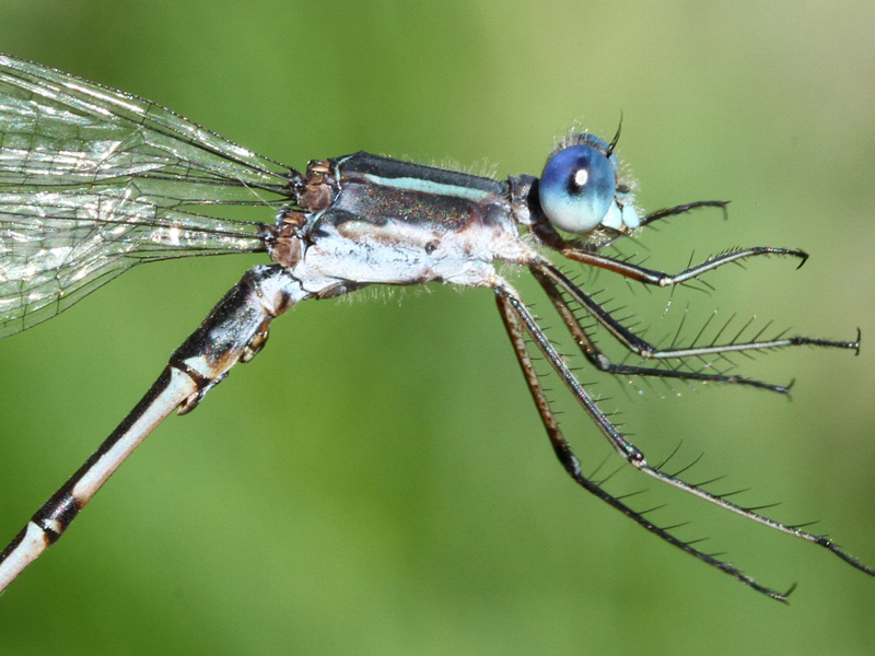 photo of Close-up of male southern spreadwing thorax