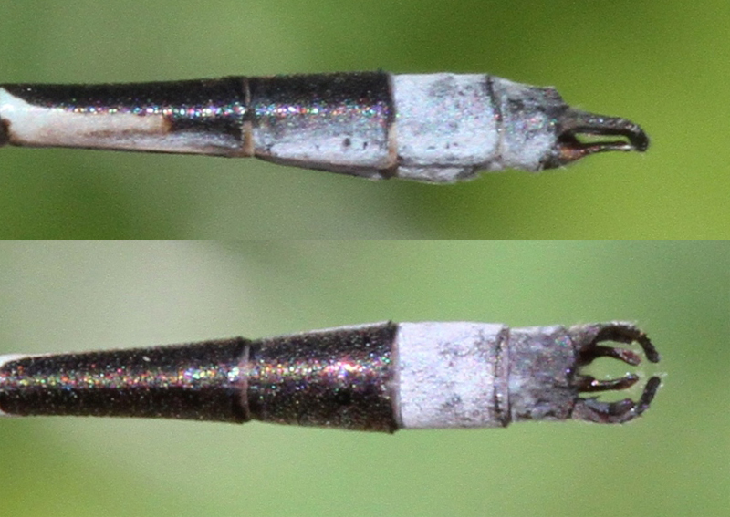 photo of Side (top image) and top view of male southern spreadwing cerci