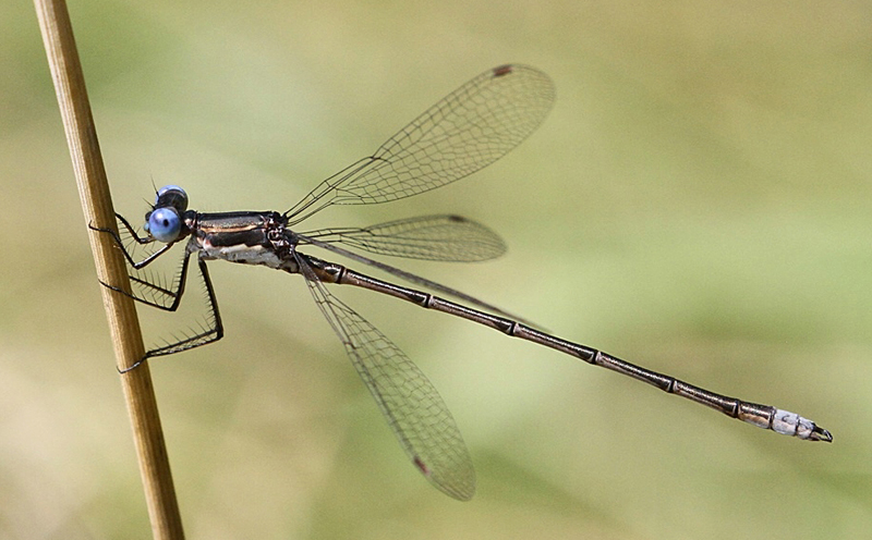photo of Male spotted spreadwing