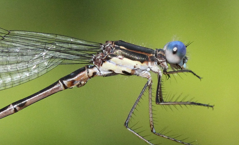 photo of Close-up of male spotted spreadwing thorax