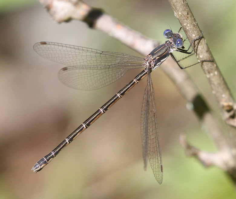 photo of Female spotted spreadwing