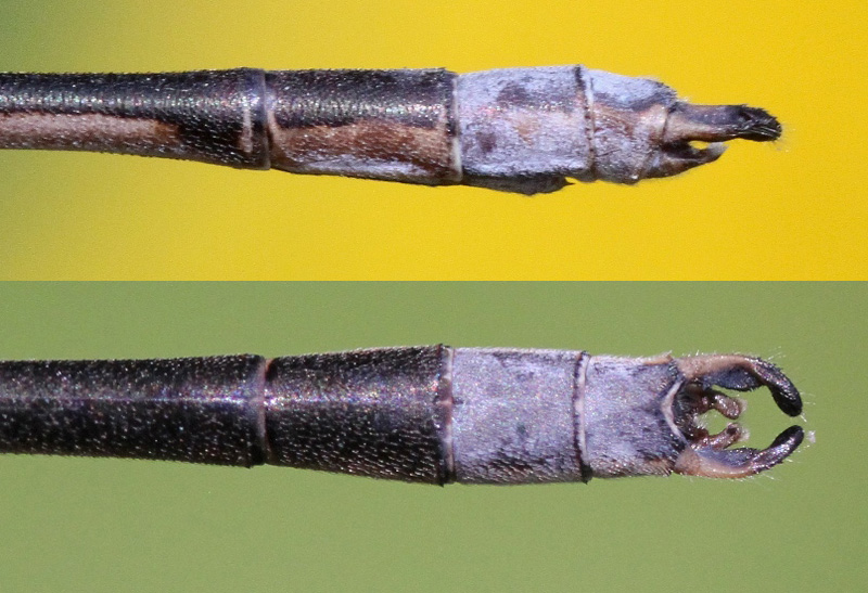 photo of Side (top image) and top view of male spotted spreadwing cerci