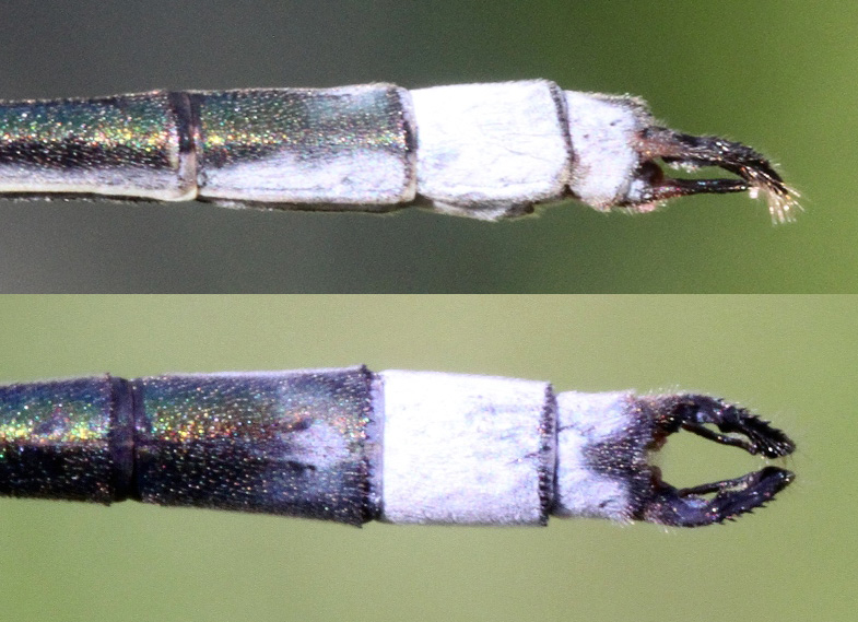photo of Side (top image) and top view of male swamp spreadwing cerci