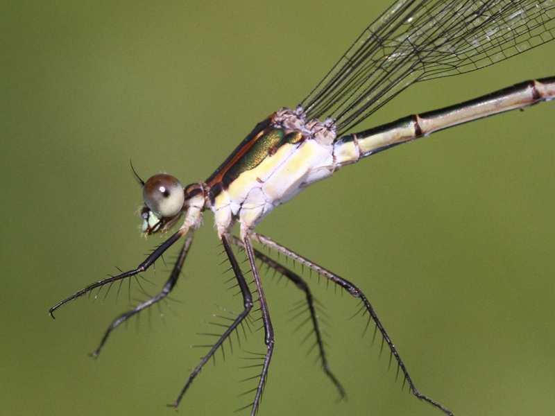 photo of Close-up of female swamp spreadwing thorax